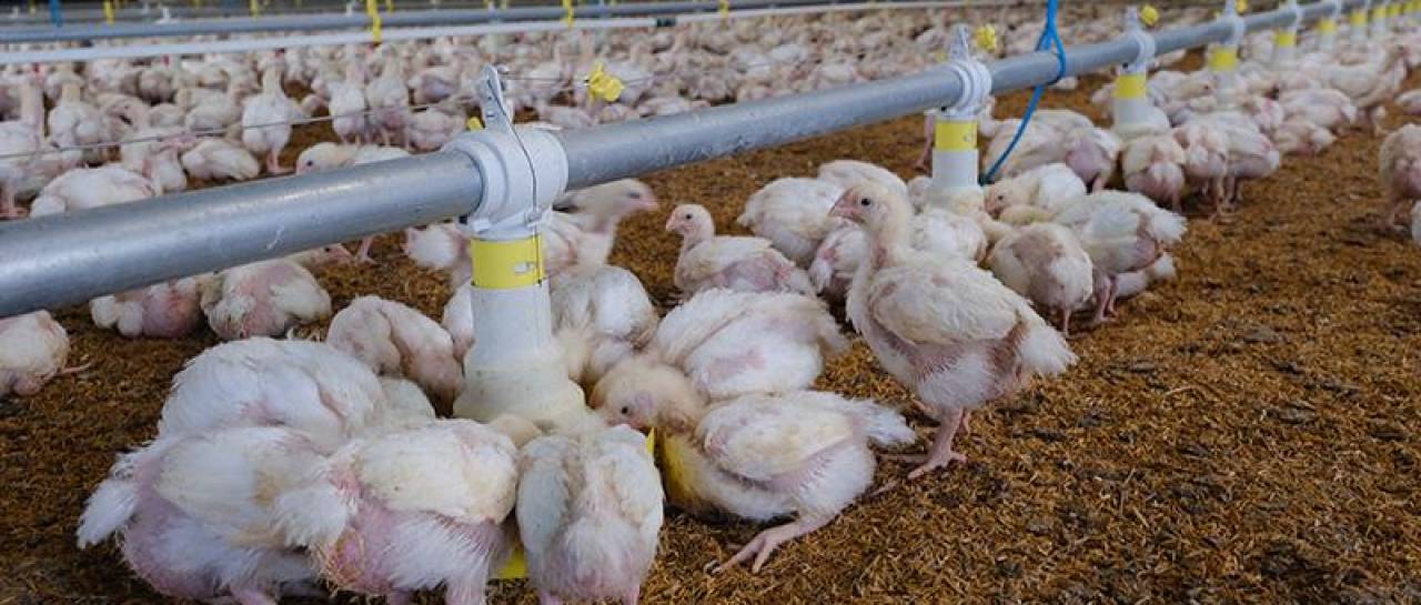 Agropecuarios piden que el Gobierno regule a intermediarios para frenar subida de precio del pollo