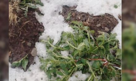 Granizada en El Alto: 80 Familias y cosechas de papa severamente afectadas