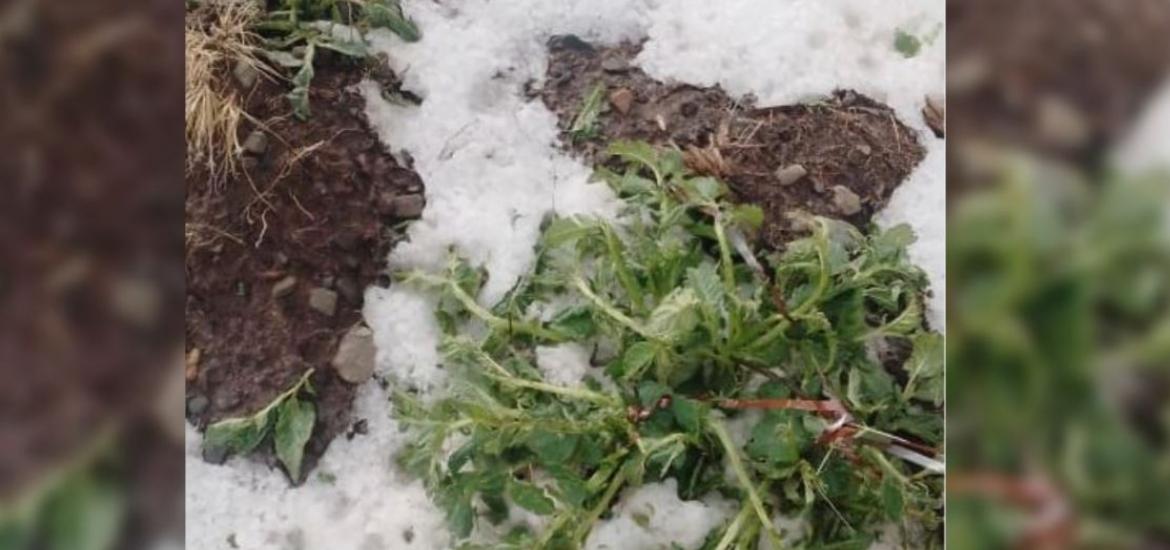 Granizada en El Alto: 80 Familias y cosechas de papa severamente afectadas