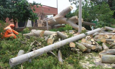 Vientos de Navidad causan caos: 60 árboles caídos en Santa Cruz