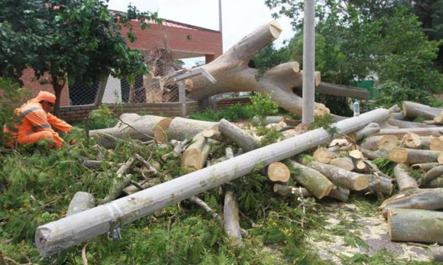 Vientos de Navidad causan caos: 60 árboles caídos en Santa Cruz