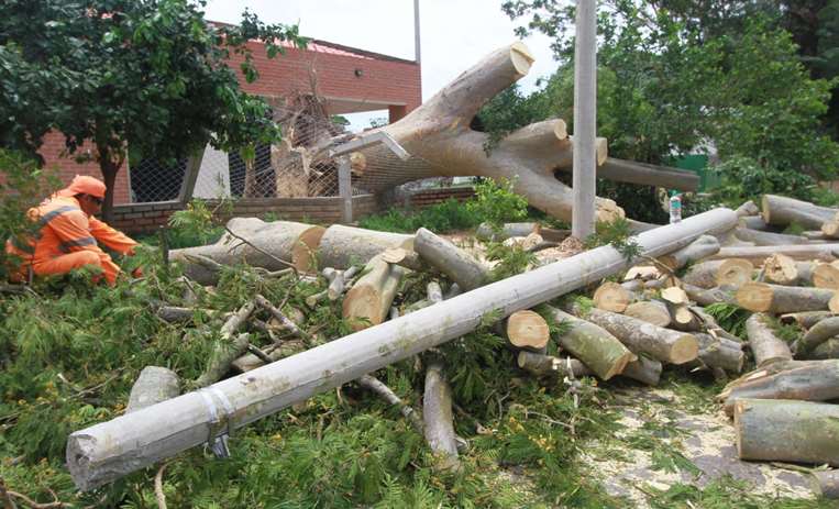 Vientos de Navidad causan caos: 60 árboles caídos en Santa Cruz