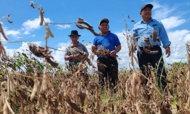 “No es momento para ser agricultor”, afirmó un productor soyero