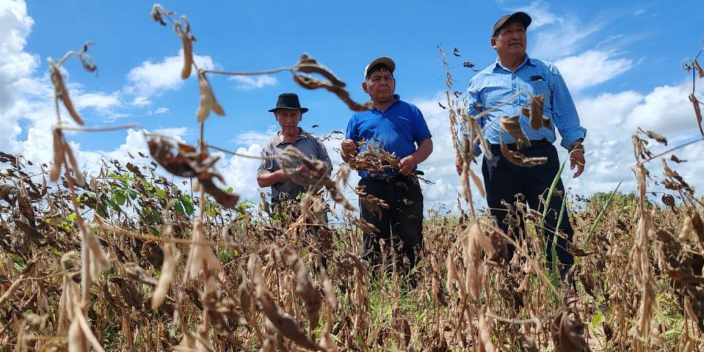 “No es momento para ser agricultor”, afirmó un productor soyero