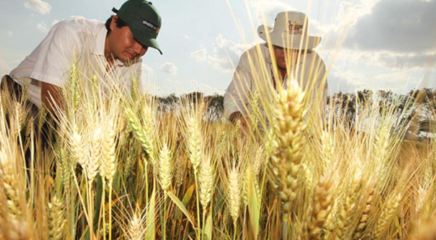 Gobierno admite que continúa la baja producción de trigo y no abastece para el consumo interno