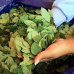 Gobierno dice que hay avances en la desclasificación de la hoja de coca y anuncia planta en los Yungas con miras a exportación