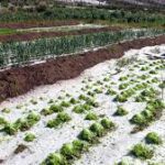 Suman 23.196 familias afectadas por granizadas y heladas en seis departamentos
