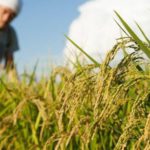 Productores de arroz en Beni esperan cosechar 40.000 toneladas
