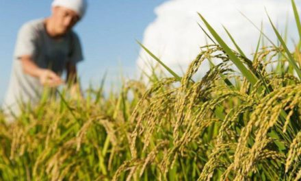 Productores de arroz en Beni esperan cosechar 40.000 toneladas