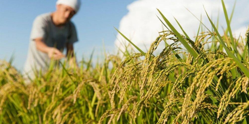 Productores de arroz en Beni esperan cosechar 40.000 toneladas