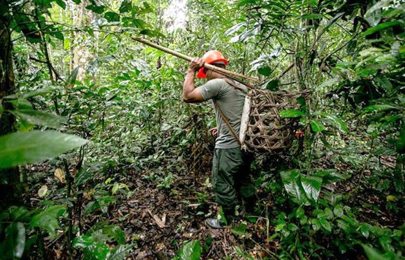 En Pando reportan conflictos por avasallamiento de tierras fiscales debido a la zafra de castaña