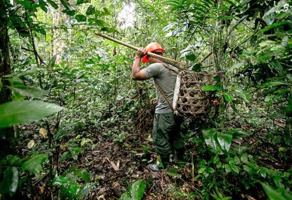 En Pando reportan conflictos por avasallamiento de tierras fiscales debido a la zafra de castaña