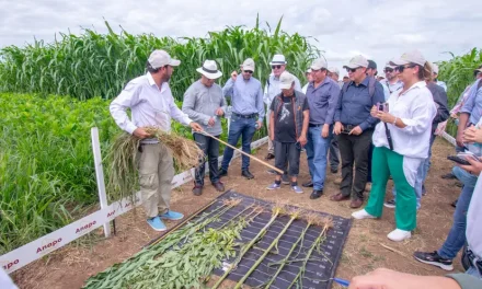 Anapo alista la «campaña revancha»; podría duplicar las toneladas de granos