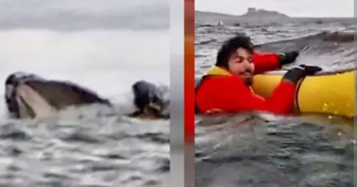 Una ballena se ‘tragó’ a un venezolano y luego lo escupió