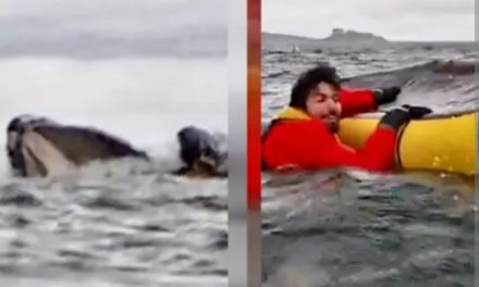 Una ballena se ‘tragó’ a un venezolano y luego lo escupió