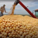 Anapo: No cerrar contratos de exportación de soya puede derivar en la pérdida de mercados externos