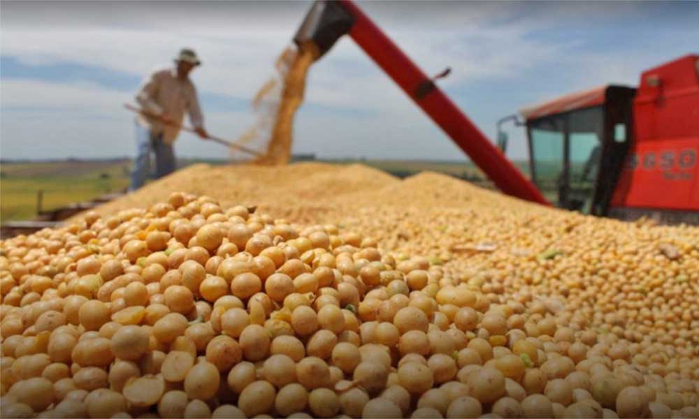 Anapo: No cerrar contratos de exportación de soya puede derivar en la pérdida de mercados externos