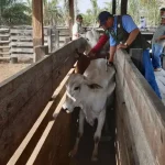 Ganaderos cancelan reunión con el Gobierno tras suspensión de exportación de carne y denuncian contrabando y falta de control