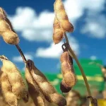 Viceministro confirma que hay preacuerdo para liberar la exportación de soya y anuncia ajustes para priorizar a “productores primarios”