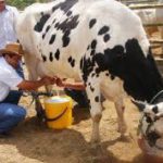 Se rompe el diálogo entre Gobierno y lecheros