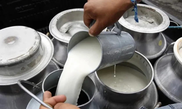 Productores de Cochabamba venderán leche directo al consumidor en protesta por el precio