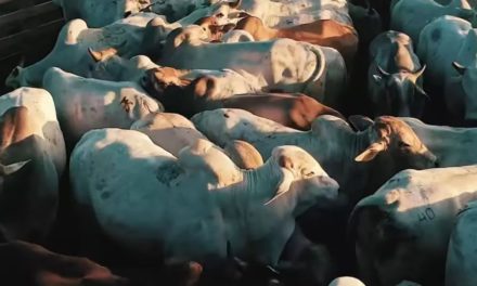 Carniceros y Gobierno reanudan discusión sobre el precio de la carne y ganaderos reportan pérdidas por $us 50 millones