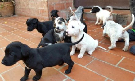 «No alcanza el dinero»: Dueños de mascotas buscan alternativas de alimento