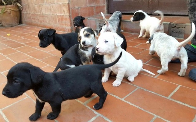 «No alcanza el dinero»: Dueños de mascotas buscan alternativas de alimento
