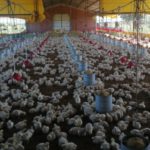 El Ejecutivo anuncia un fideicomiso y aranceles cero para la producción agrícola y avícola