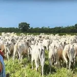 Fegabeni afirma que “el problema se llama dólares”