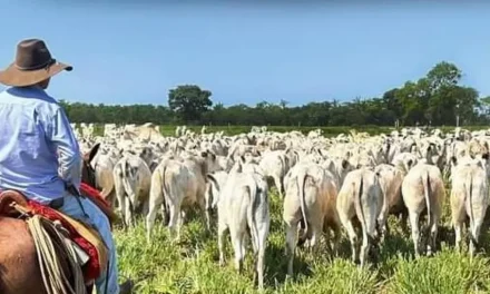 Fegabeni afirma que “el problema se llama dólares”