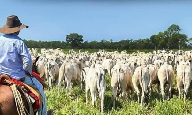 Fegabeni afirma que “el problema se llama dólares”