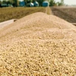 Gobierno autoriza la exportación de 250.000 toneladas de soya