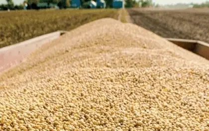 Gobierno autoriza la exportación de 250.000 toneladas de soya
