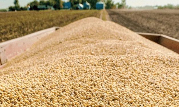 Gobierno reanuda exportación de soya por 250.000 toneladas