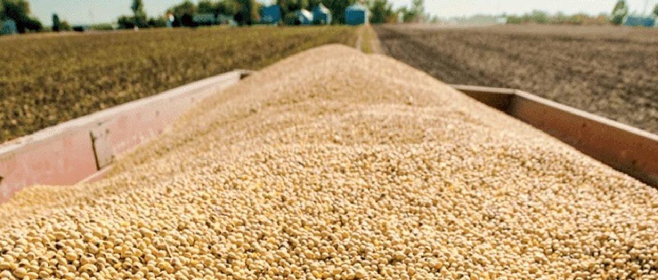Gobierno reanuda exportación de soya por 250.000 toneladas