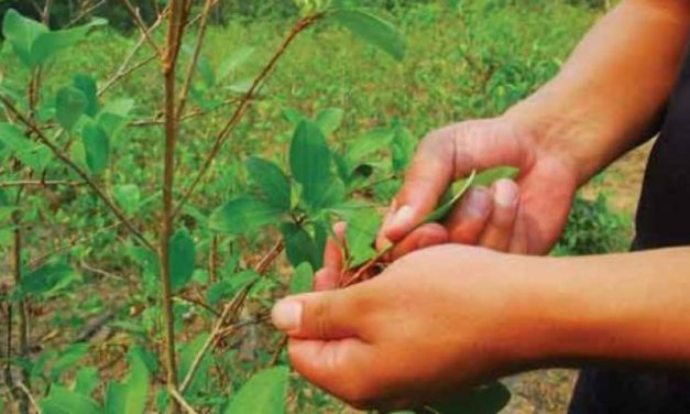La ONU detecta clanes que trafican droga en Bolivia