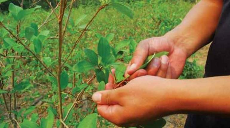 La ONU detecta clanes que trafican droga en Bolivia