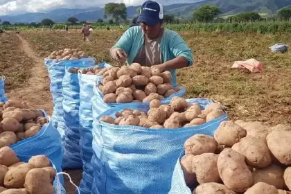 Prevén más frentes fríos y los productores deben tomar previsiones, alerta experto