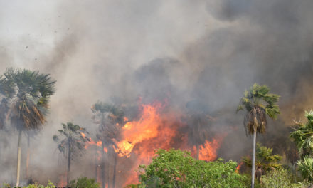 Inicia el periodo de incendios: reportan 136 focos de calor