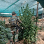 Hallan 63 viveros con 14,5 toneladas de marihuana cerca de Llallagua