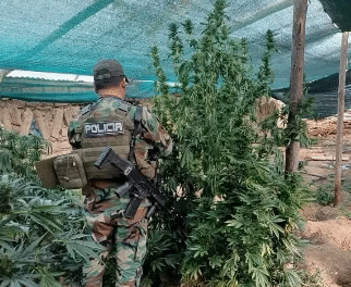 Hallan 63 viveros con 14,5 toneladas de marihuana cerca de Llallagua