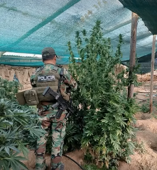 Hallan 63 viveros con 14,5 toneladas de marihuana cerca de Llallagua