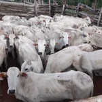 Frentes políticos empiezan a confirmar la participación de candidatos en foro agropecuario