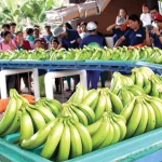 Bananeros del Trópico, a ‘poquito’ de exportar a Brasil; su sueño es llegar a Europa