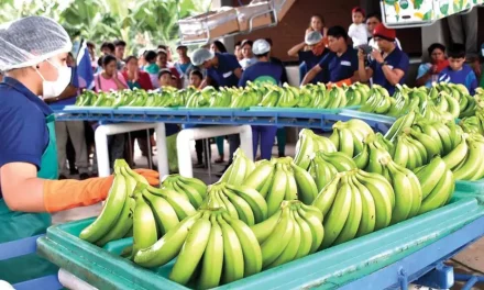 Bananeros del Trópico, a ‘poquito’ de exportar a Brasil; su sueño es llegar a Europa
