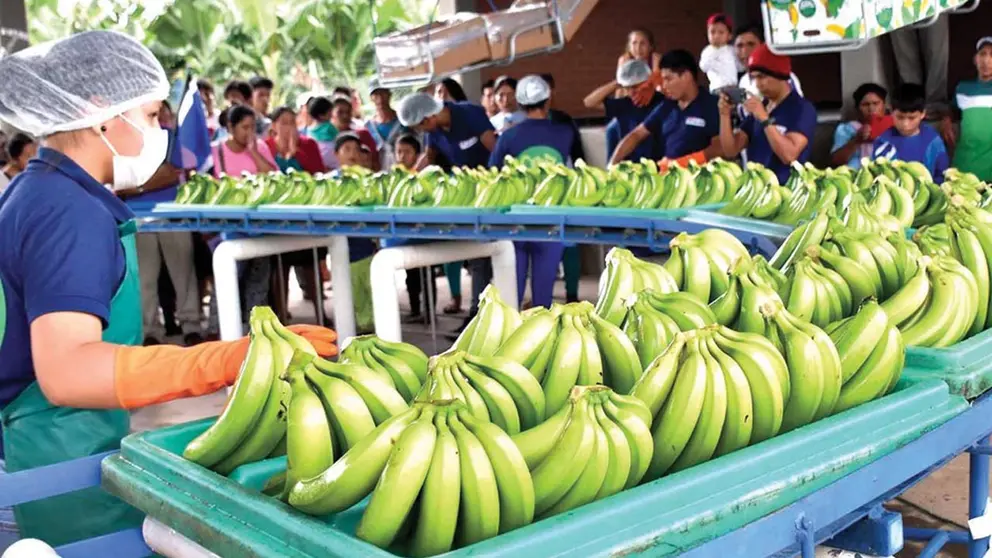 Bananeros del Trópico, a ‘poquito’ de exportar a Brasil; su sueño es llegar a Europa