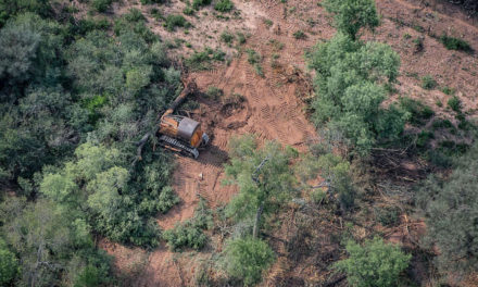 Estudio revela un aumento del 20% de la neumonía por cada 1% de incremento en tasa de deforestación