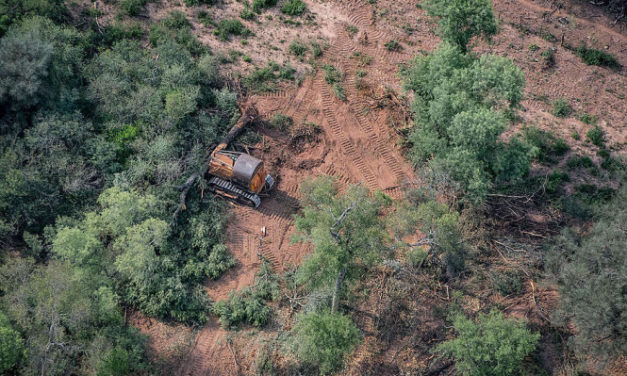 Estudio revela un aumento del 20% de la neumonía por cada 1% de incremento en tasa de deforestación