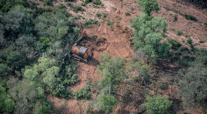 Estudio revela un aumento del 20% de la neumonía por cada 1% de incremento en tasa de deforestación